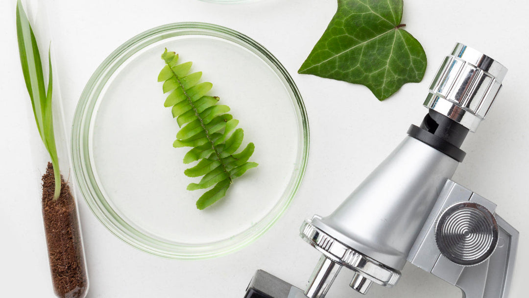 100 % herbal formulations